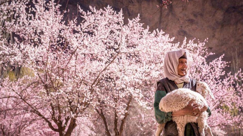 xinjiang-南疆 杏花