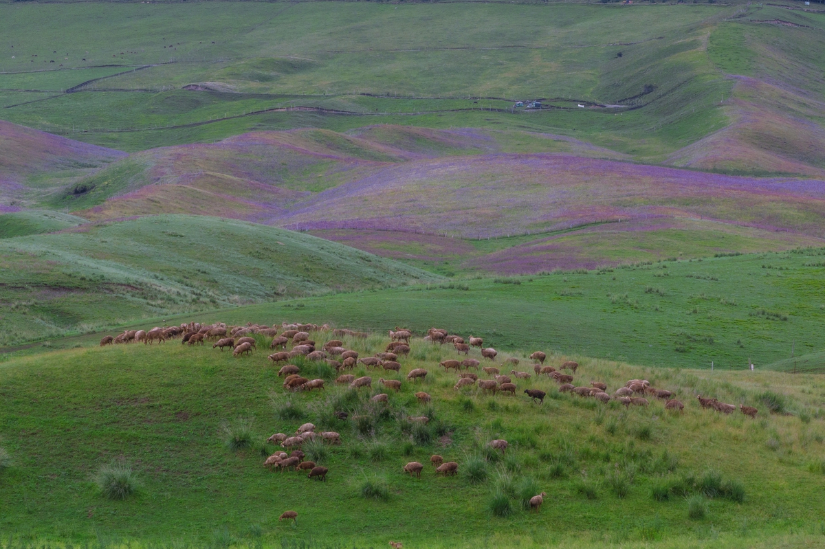 xinjiang-伊犁 昭苏花海2