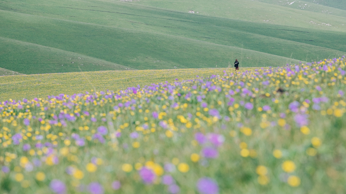 xinjiang-伊犁 花海