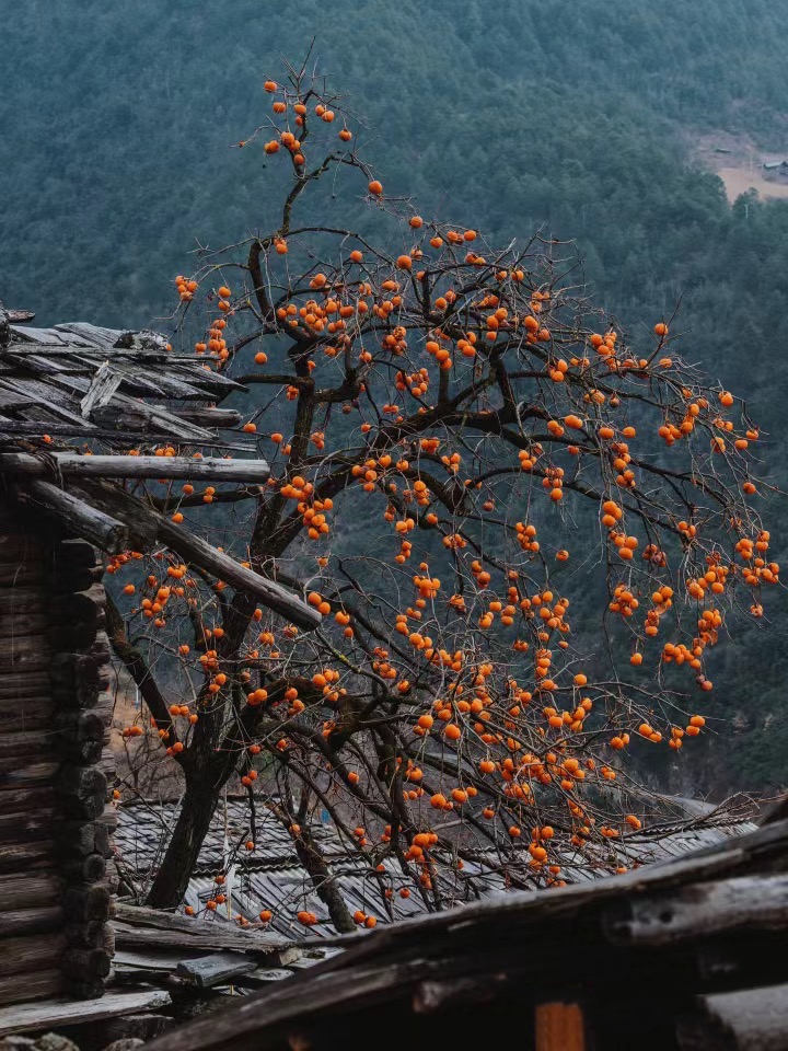 yunnan-迪庆-同乐村