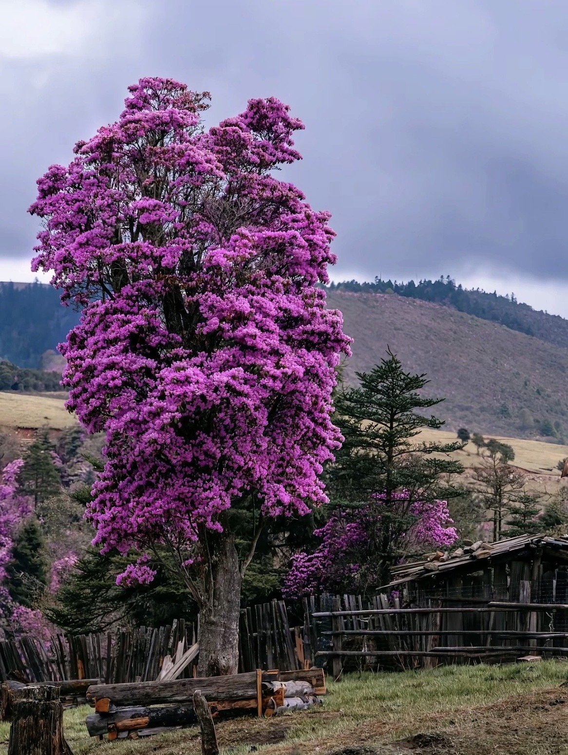 yunnan-格拉丹-杜鹃